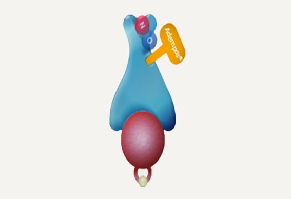 Adempas-restores-NO-sGC-cGMP-pathway Adempas<sup>®</sup> restores NO-sGC-cGMP pathway and decreases endothelial dysfunction